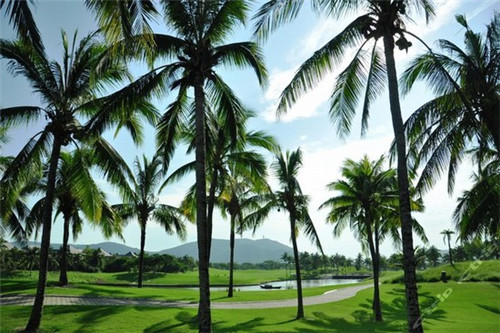 黄芪品牌排名
