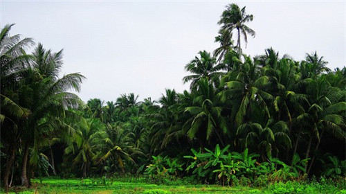 食堂豆腐炒洋葱怎么炒（豆腐烧洋葱窍门）